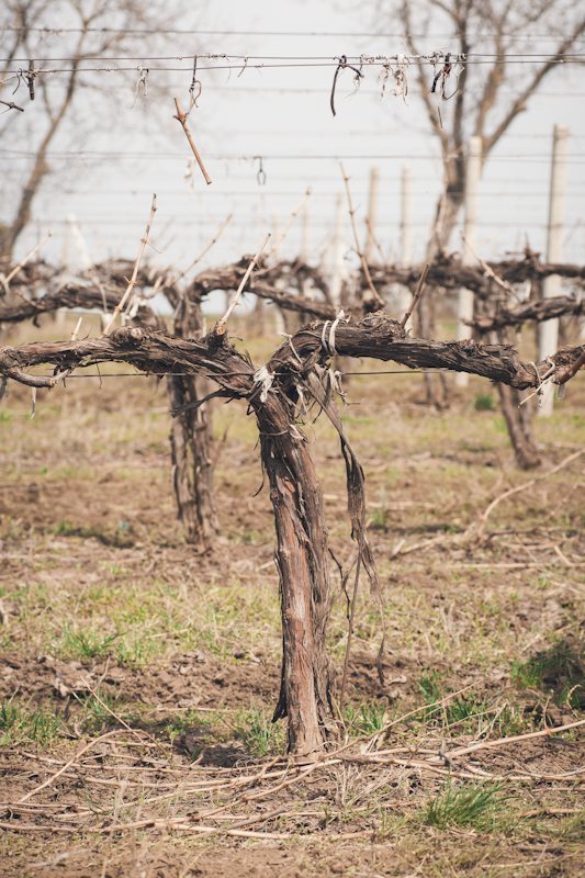 Vine rows in winter, southern Moldova